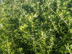 Westringia fruticosa