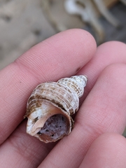 Trichotropis cancellata