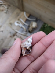 Trichotropis cancellata