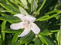 Westringia fruticosa