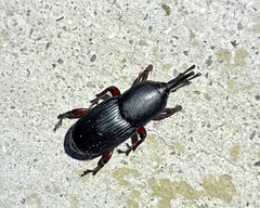 Scyphophorus acupunctatus
