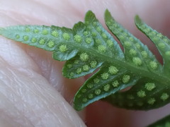 Polypodium glycyrrhiza