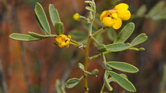 Senna artemisioides coriacea