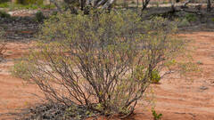 Senna artemisioides coriacea