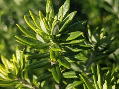 Westringia fruticosa