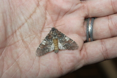 Peridea ferruginea