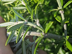 Westringia fruticosa