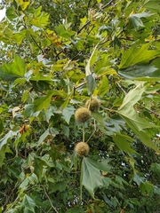 Platanus × hispanica