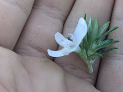 Westringia fruticosa