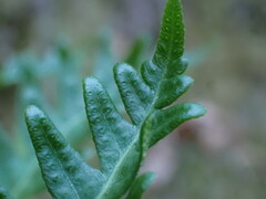 Polypodium glycyrrhiza