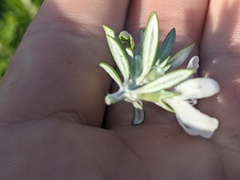 Westringia fruticosa