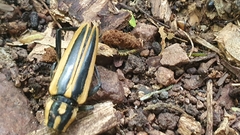 Sphaenothecus trilineatus