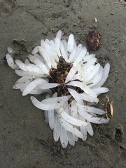 Doryteuthis opalescens