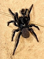 Tigrosa aspersa