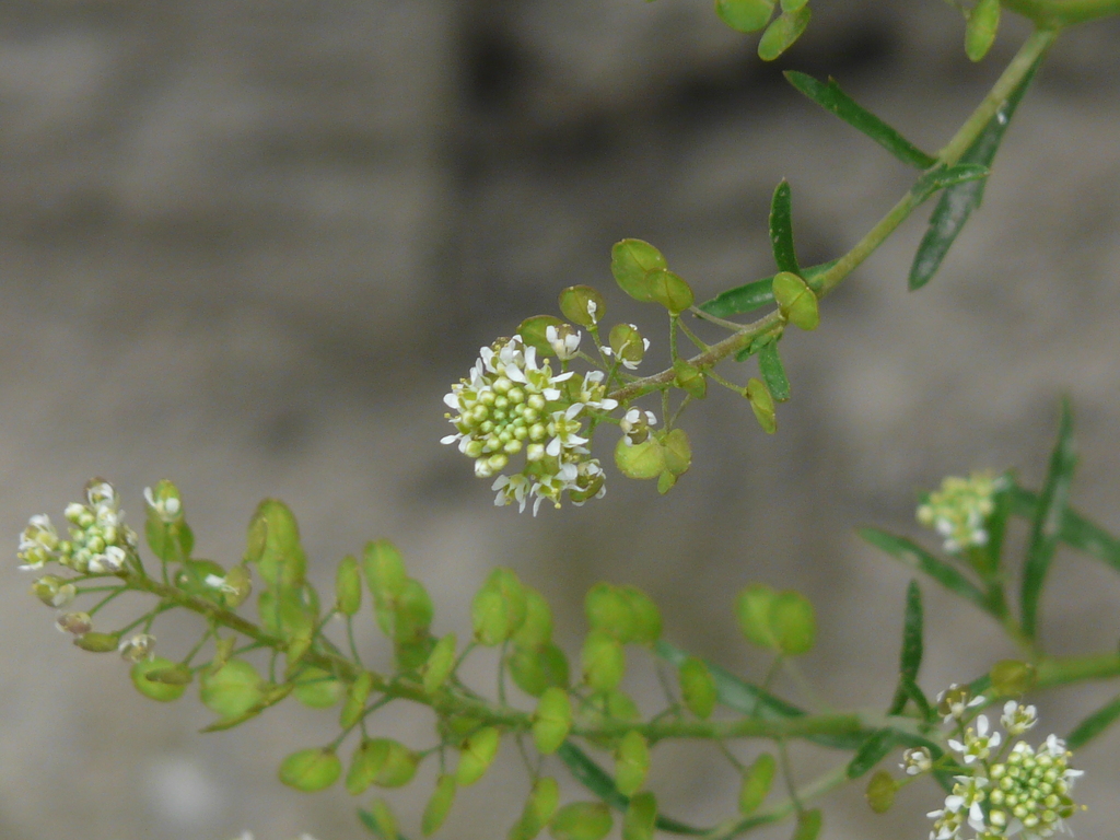 Garden Cress (Brassicaceae(mustard family) in Maharastra, India