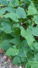 Amauromyza pleuralis