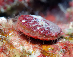 Pascahinnites coruscans