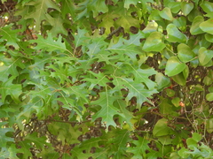 Quercus buckleyi