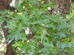 Quercus buckleyi