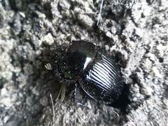 Typhaeus typhoeus
