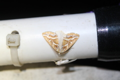 Caripeta angustiorata