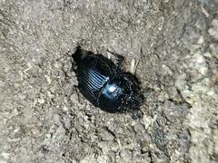 Typhaeus typhoeus