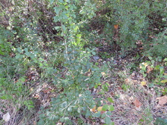 Forestiera pubescens