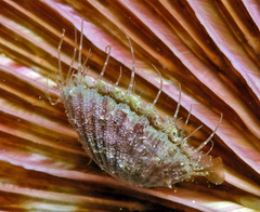 Pascahinnites coruscans