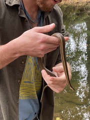 Regina septemvittata