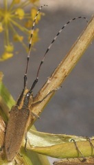 Agapanthia asphodeli