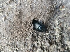 Typhaeus typhoeus