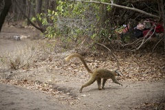 Eulemur rufifrons