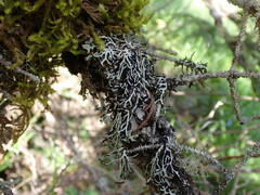 Hypogymnia duplicata