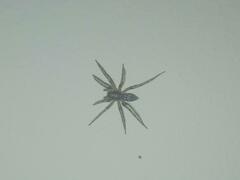 Liocranum