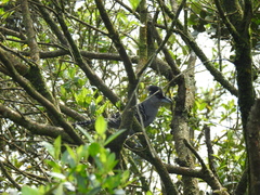 Batara cinerea