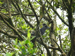 Batara cinerea