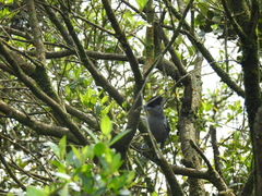 Batara cinerea