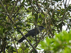 Batara cinerea