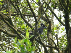 Batara cinerea
