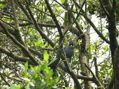 Batara cinerea