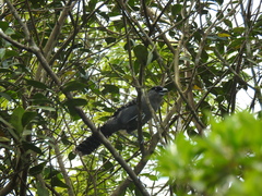 Batara cinerea