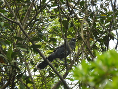 Batara cinerea