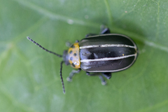 Disonycha conjuncta
