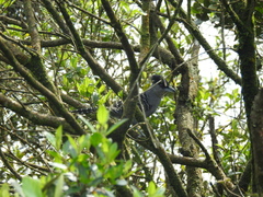 Batara cinerea