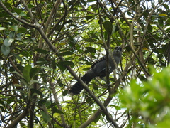 Batara cinerea