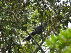 Batara cinerea