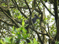 Batara cinerea