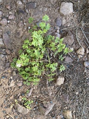 Cymopterus hallii