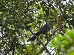 Batara cinerea