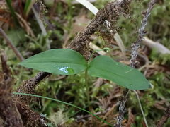 Neottia banksiana